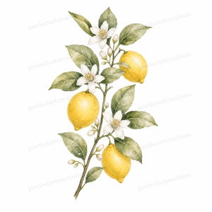 Puede incluir: Ilustración en acuarela de una rama de limón con tres limones amarillos maduros, flores blancas y hojas verdes. El arte botánico se presenta sobre un fondo blanco, mostrando los colores vibrantes y los detalles de la fruta y el follaje.