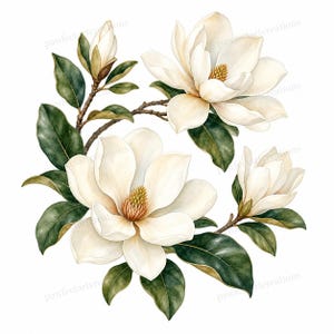 Peut inclure: Une illustration à l'aquarelle de fleurs de magnolia présentant de grands pétales blanc crème avec des centres jaune-brun, entourés de feuilles vert foncé sur des branches brunes. Le texte pawfectartcreations est visible en filigrane.