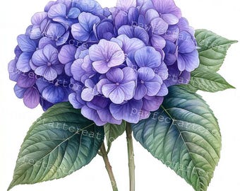 Hydrangea Blossoms Watercolor Clipart: Pink, Purple, Blue (Digital Download)