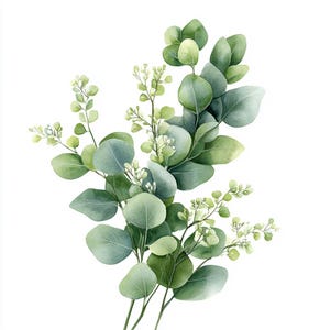 Op de afbeelding: Waterverfillustratie van eucalyptus takken met ronde, groene bladeren en kleine witte bloemen. De bladeren variëren in groentinten, wat een natuurlijke en botanische uitstraling creëert. De afbeelding staat tegen een schone witte achtergrond.