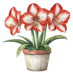 28 Amaryllis Flower Clipart, Festive Christmas Blooms, Red Amaryllis, Printable Watercolor, High-Quality JPGs, Papercraft, Junk Journal