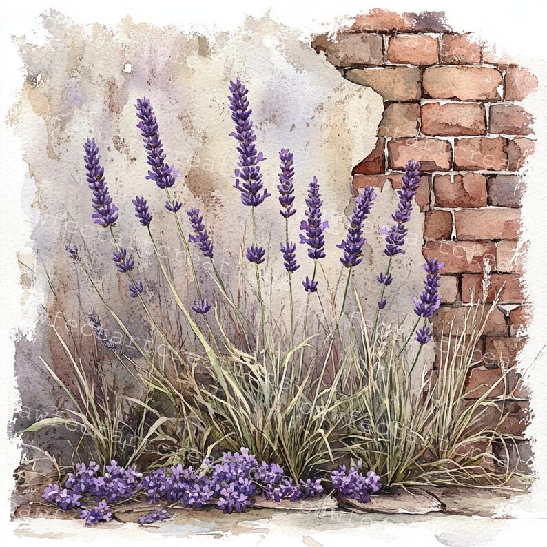 Pode incluir: Uma pintura em aquarela de flores de lavanda crescendo na frente de uma parede de tijolos. A parede est&aacute; parcialmente desmoronando e as flores s&atilde;o de v&aacute;rios tons de roxo.