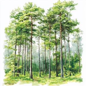 15 Spring Forest Clipart, Spring Woodland, Nature Clipart, Printable Watercolor, High-Quality JPGs, Junk Journal, Digital Craft
