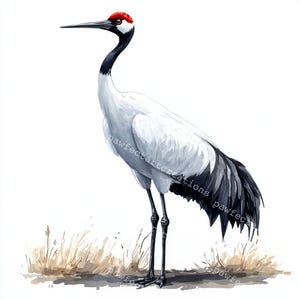 13 Crane Bird Clipart, Gruidae Clipart, Printable Watercolor, High-Quality JPGs, Papercraft Junk Journal, Digital Craft
