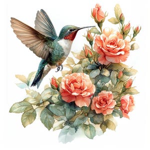 10 Beija-flor com clipart de rosa, adorável colibri, aquarela para impressão, JPGs de alta qualidade, diário de lixo de papel, artesanato digital