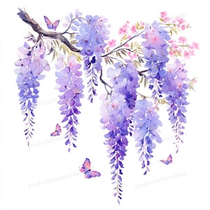 wisteria nivea American Wisteria  5 Seeds