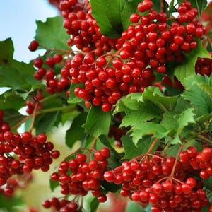 Viburnum Dried Berries,  ECO Natural Organic Ukrainian Product