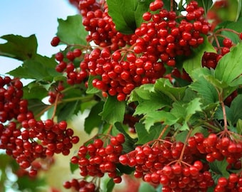 Viburnum Dried Berries,  ECO Natural Organic Ukrainian Product