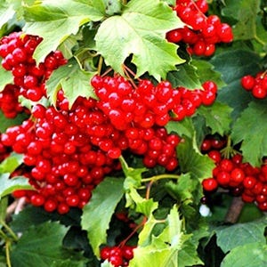 Viburnum Dried Berries, ECO Natural Organic Ukrainian Product