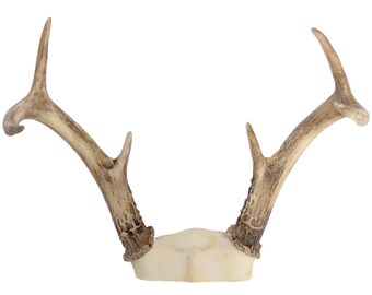 Deer Antler Rack - White Tail - 3 point