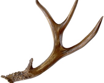 Deer Antler - Black Tail, 4 point, faux replica