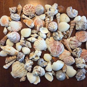 Puede incluir: Una colección de varias conchas marinas en tonos blancos, beige y rosa, incluyendo caracolas, vieiras y otros tipos. Las conchas están dispuestas sobre una superficie marrón oscuro.