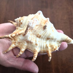 Könnte beinhalten: Eine große, verzierte Muschel in Creme- und Brauntönen. Die Muschel hat mehrere stachelige Vorsprünge und eine strukturierte Oberfläche. Die Muschel wird in einer Hand gehalten, was ihre Größe und die komplizierten Details hervorhebt. Ein natürliches Dekorationsobjekt.