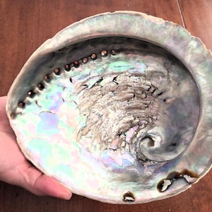 Könnte beinhalten: Eine schillernde Abalone-Schale mit perlmuttartigem Innenraum. Die Schale zeigt eine Reihe von Farben, darunter Blau-, Grün- und Lilatöne, mit einer strukturierten Oberfläche und einem Spiralmuster. Die Schale wird in einer Hand gehalten.