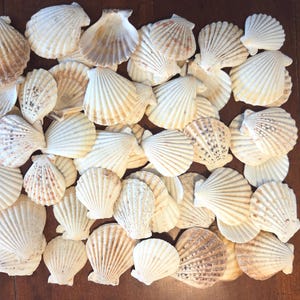 Könnte beinhalten: Eine Sammlung verschiedener Muscheln, die eine Reihe von Größen und Farben zeigen. Die Muscheln sind hauptsächlich weiß und cremefarben, einige weisen braune und hellbraune Markierungen auf. Die Muscheln sind auf einer braunen Oberfläche angeordnet.