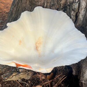 Real GIANT CLAM SHELL Natural Half and Elephant Truck Shell Half and ...