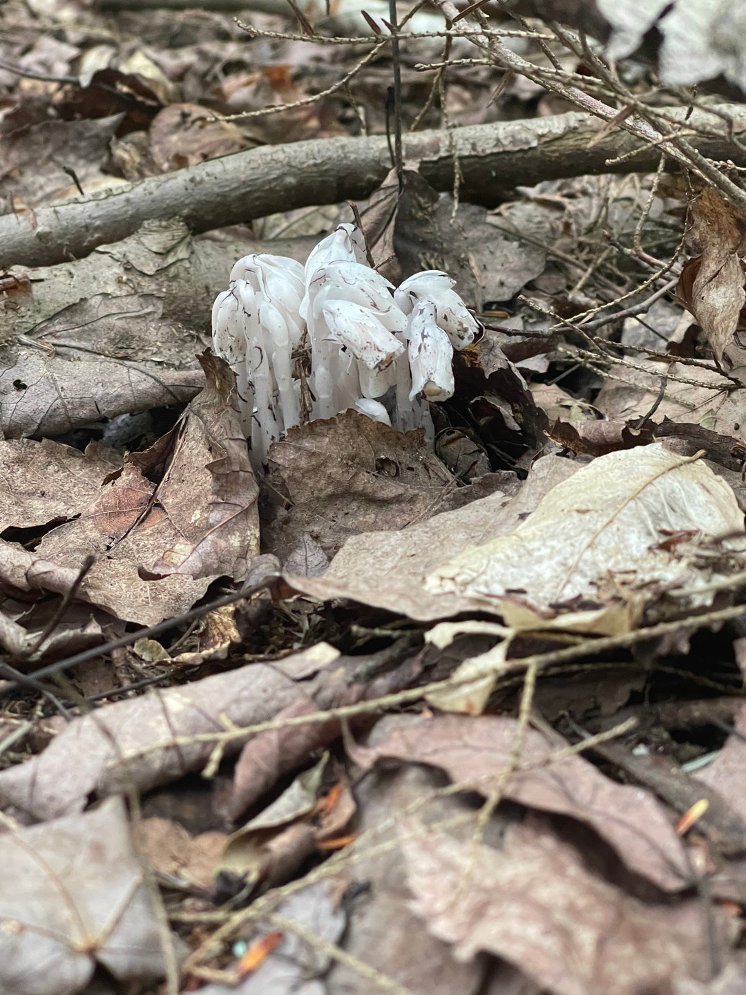 Monotropa Uniflora Ghost Pipe Indian Pipe Tincture Wild Etsy