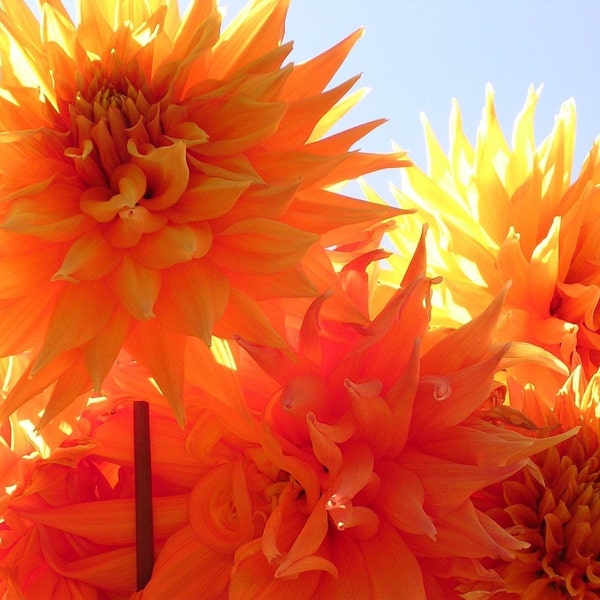 Blank Card with 4x6 Photo of Bright Orange Dahlias - "Tangible Sunlight"