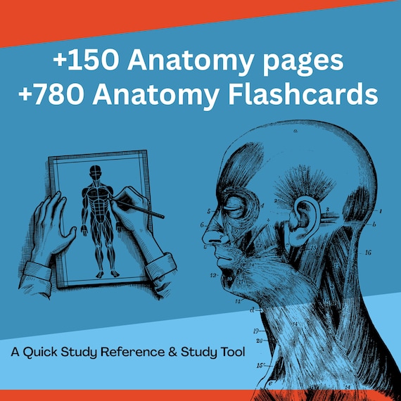 Anatomy Vocabulary Workbook and Flashcards - Understand Human Anatomy Entire Bundle - Medical School Students - Nursing School