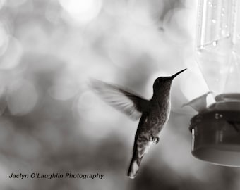 Hummingbird - Black & White - Costa Rica - Naturescape Photograph