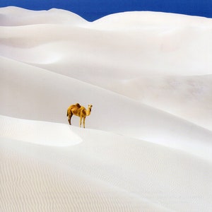 Camel in Sand Dune - National Geographic Nature Photo - Book page as Art Print for Wall Decor