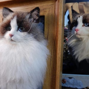 May include: A framed portrait of a Ragdoll cat with blue eyes, brown and white fur, and a pink nose. The cat is fluffy and has long whiskers. Another image of the cat is visible in the background.
