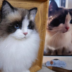 May include: A close-up of a Ragdoll cat with blue eyes, white fur, and brown markings. The cat is in a wooden frame, with a photo of a similar cat in the background. A small, gray felt object and a wooden tool are in the foreground.