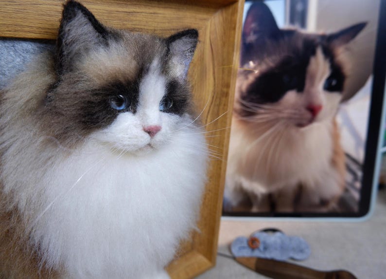 May include: A close-up of a Ragdoll cat with blue eyes, white fur, and brown markings. The cat is in a wooden frame, with a photo of a similar cat in the background. A small, gray felt object and a wooden tool are in the foreground.