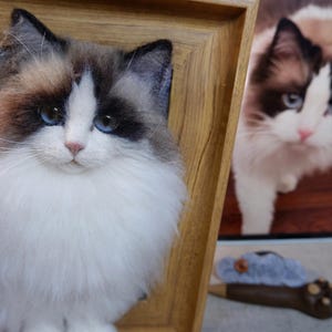 May include: A detailed close-up of a Ragdoll cat with blue eyes and a white and brown coat, framed in a wooden frame. Another cat image is visible in the background.