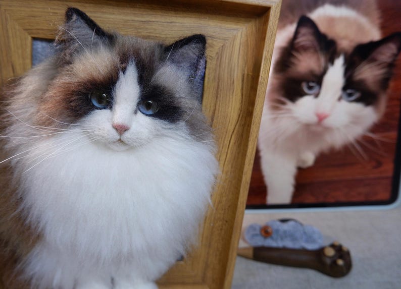 May include: A detailed close-up of a Ragdoll cat with blue eyes and a white and brown coat, framed in a wooden frame. Another cat image is visible in the background.