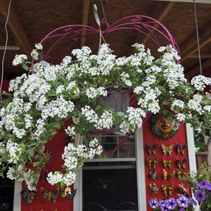 May include: A hanging basket overflowing with white flowers, suspended from a red structure. The basket is held by a pink metal frame. The background features a red wall decorated with butterfly art and a window.