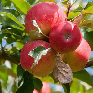 Fruit & Nut Tree Seedlings