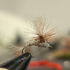 May include: A fishing fly lure featuring a grey segmented body with a textured, fuzzy appearance. It has a prominent upright wing made of fine, light-colored synthetic fibers and a collar of brown hackle feathers extending outward from the center.