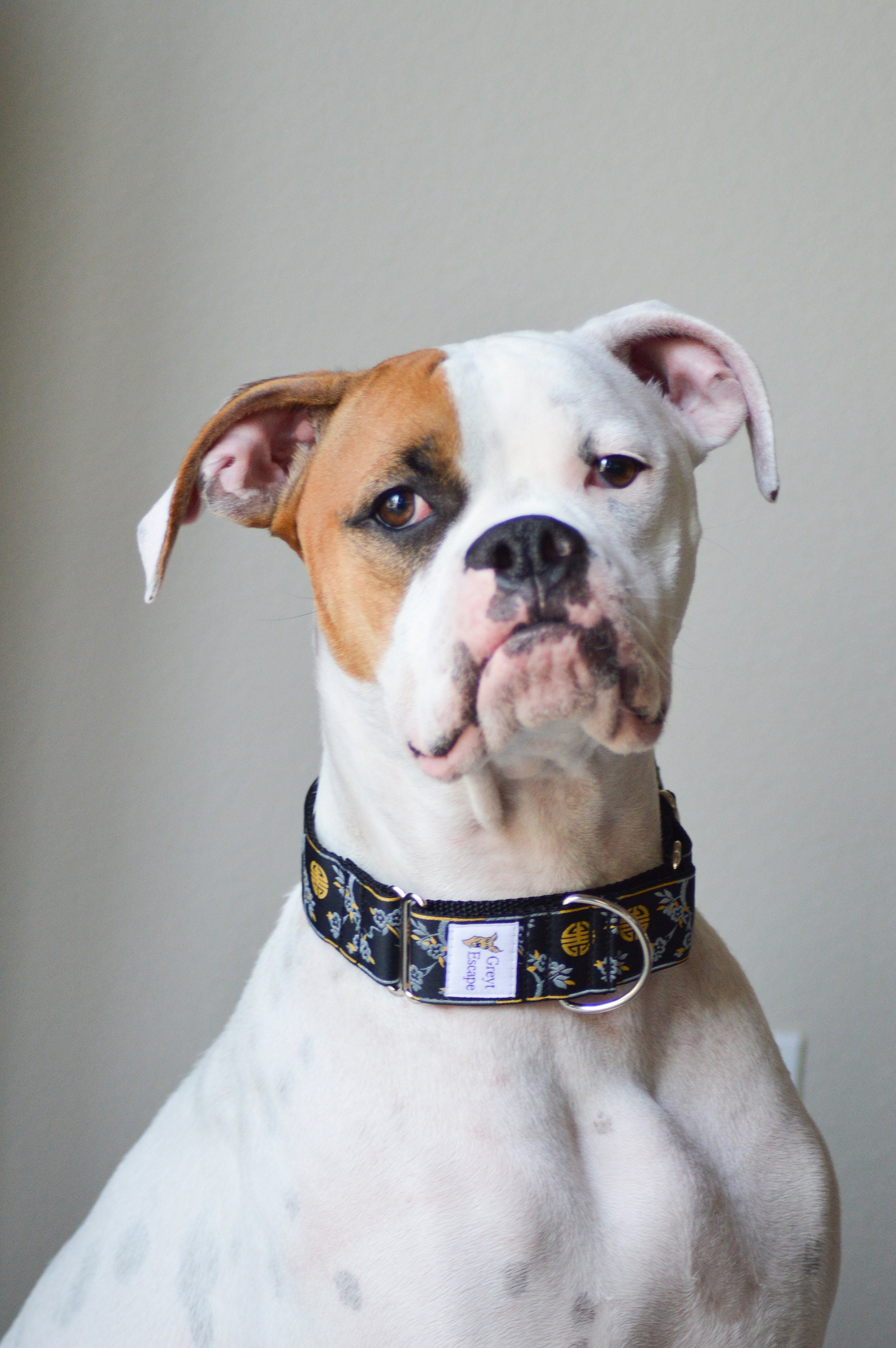 Martingale Dog Collar With CHERRY BLOSSOMS Design Adjustable No