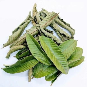 500+ Organic Dried Guava Leaves – Herbal Tea Handpicked Natural Sri Lankan Remedy