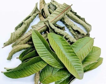 500+ Organic Dried Guava Leaves – Herbal Tea Handpicked Natural Sri Lankan Remedy