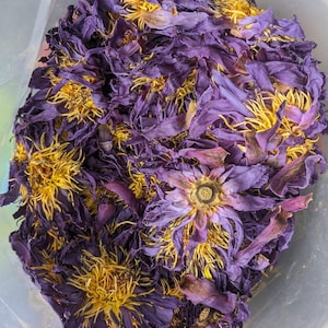 1kg+ Organic Dried Blue Lotus Flowers – Herbal Tea | Handpicked