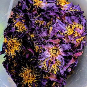 Organic Egyptian Blue Lotus Flowers – Whole & Crushed | Nymphaea Caerulea Sacred Water Lily