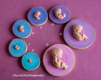 Custom set of 6-12 Week Gestation Embryo/Fetus Sculptures - Fetal Development - first trimester  week-by-week - fetal model set
