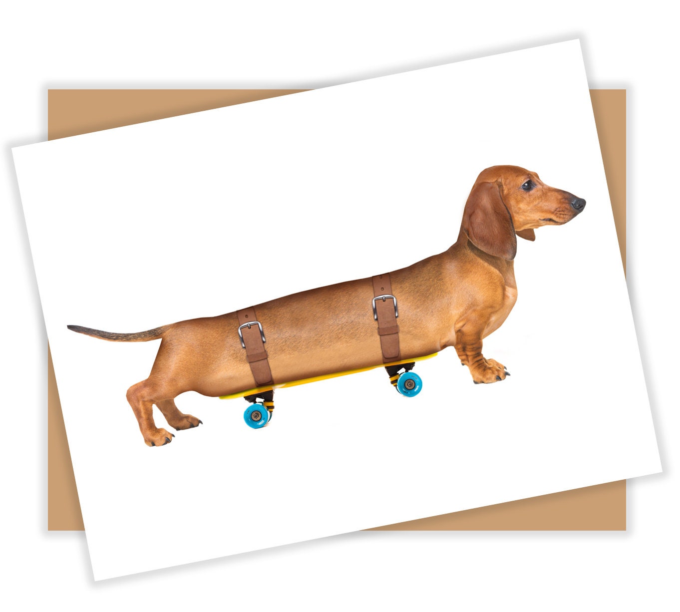 Dachshund funny videos outlet 2021