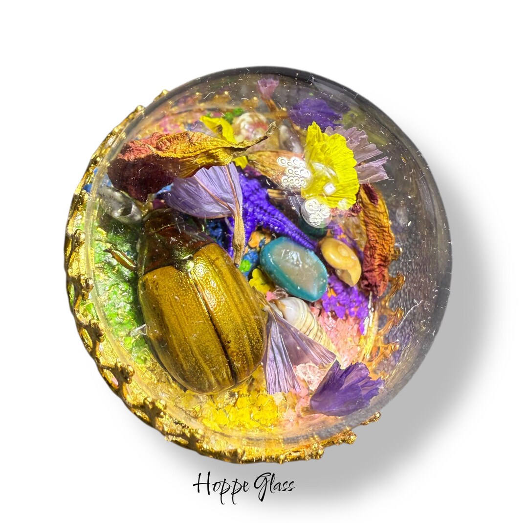 Button Studio - Habitat, Real Bug, Starfish, Dried Flowers & Shells ...