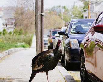 Iconic Somerville Turkey, Somerville, Massachusetts, Turkey Photography, The One, The Only Somerville Turkey, Gone too soon, Fine Art Photo