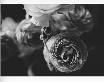 Black and White Flower Photography, Ranunculus Flower Photo, Still Life Print, Black and White Wall Art, Botanical Print, Gray Black Decor