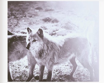 Wolf Photo, Black and White Photography, Nature Photography, Wolves Print, Animal Photography, Nature, Gray Wolves Photo, Gray Wolf