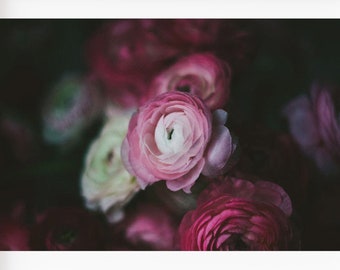 Still Life Photography, Dark Moody Floral Print, Ranunculus Print, Dark Floral Photo, Botanical Print, Nature Photo, Moody Wall Art, Print