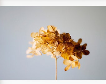 Hydrangea Flower Photo, Neutral Rustic Wall Art, Botanical Print, Nature Wall Art, Flower Print, Brown Wall Art, Dried Hydrangea Photo