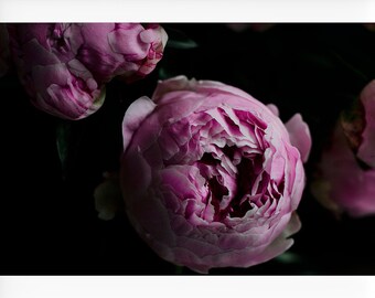 Peony Photograph, Floral Still Life Photography, Dark Botanical Print, Pink Peony Photo, Dark Moody Floral Print, Dark Flower Print, Peonies