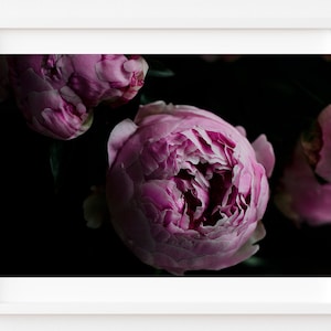 Peony Photograph, Floral Still Life Photography, Dark Botanical Print, Pink Peony Photo, Dark Moody Floral Print, Dark Flower Print, Peonies