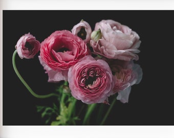 Ranunculus Photograph, Dark Ranunculus Print, Black Botanical Wall Art, Ranunculus Print, Moody Botanical, Dark Floral, Pink and Black