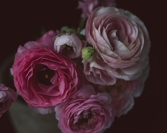 Fotografía de bodegones, flores de Ranunculus, arte floral oscuro de la pared, estampado botánico oscuro, bodegones florales cambiantes, arte floral de tonos profundos ricos